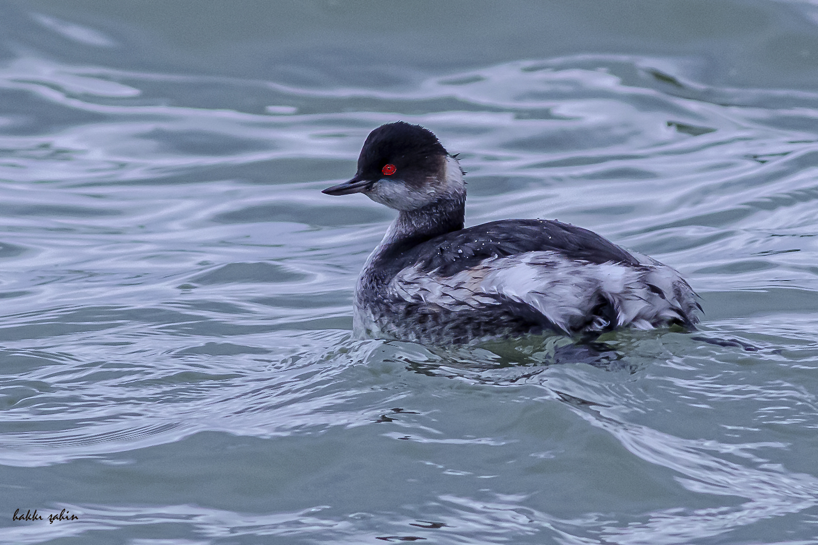Eared Grebe